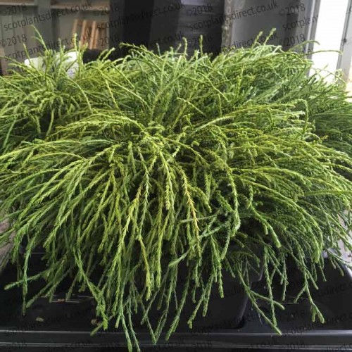 Conifer Chamaecyparis filifera Nana Dwarf  | ScotPlants Direct